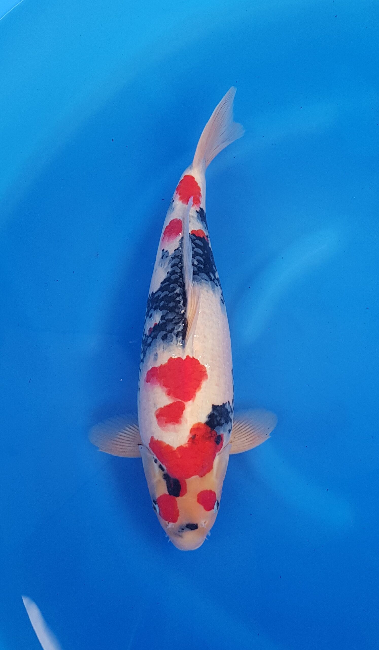 Showa - Cuartel General Nisai (2 años) - KOI-31051