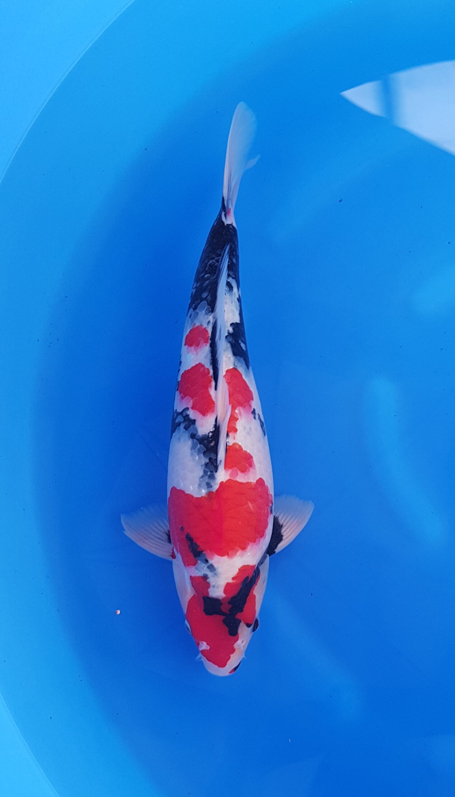 Showa - Cuartel General Nisai (2 años) - KOI-31048