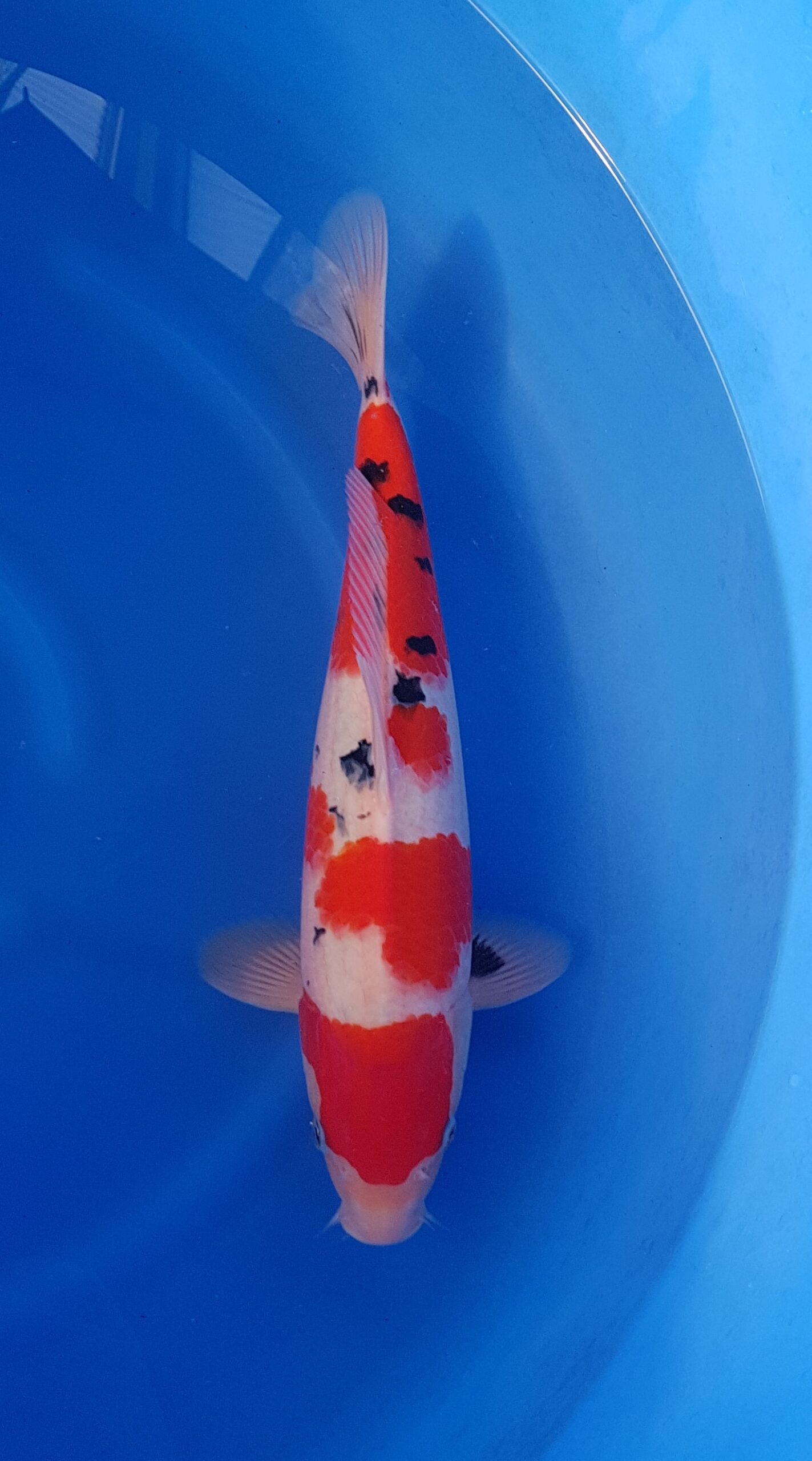 Sanke ginrin - Nisai (2 años) - KOI-30531