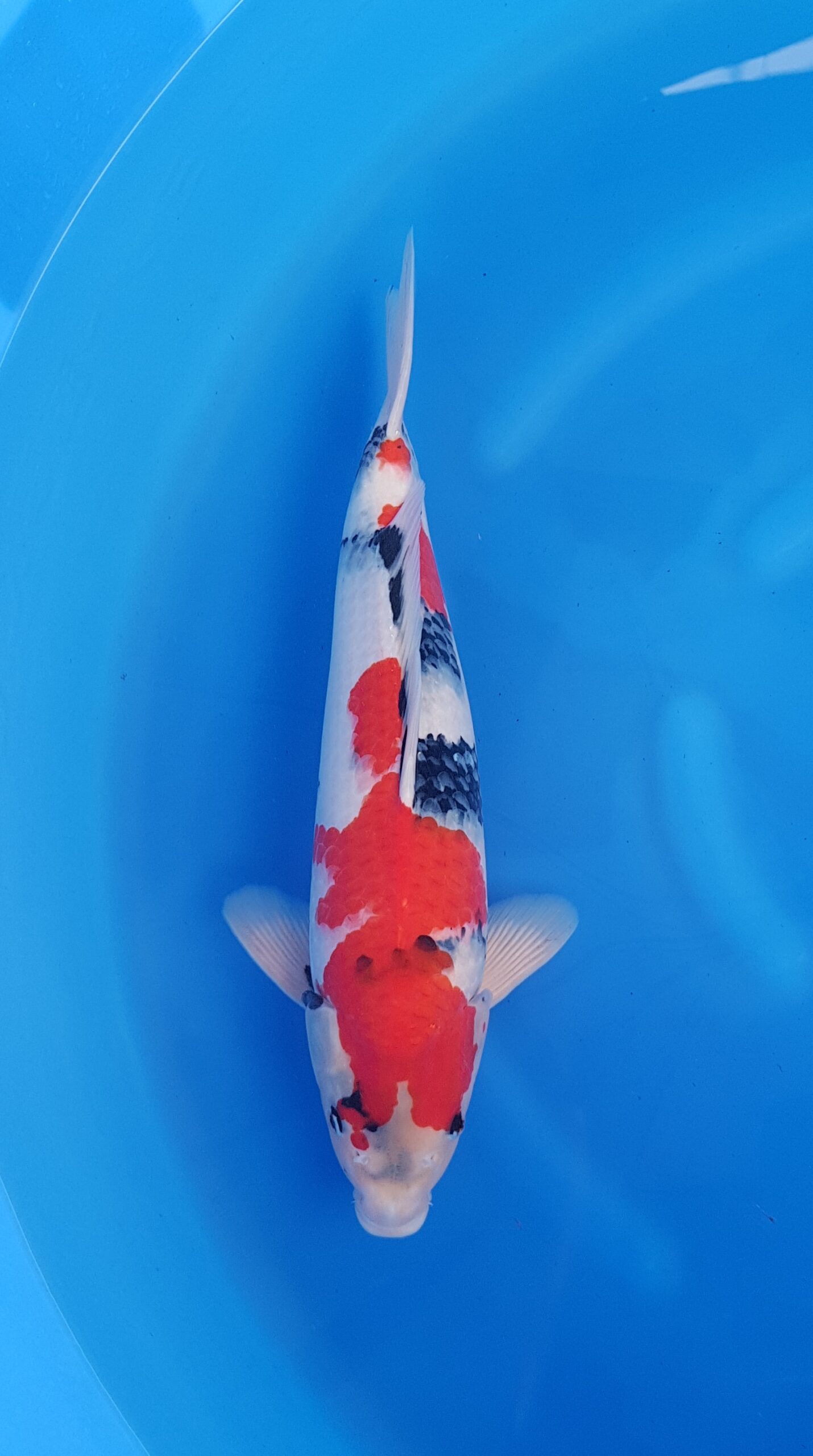 Showa - Cuartel General Nisai (2 años) - KOI-31049