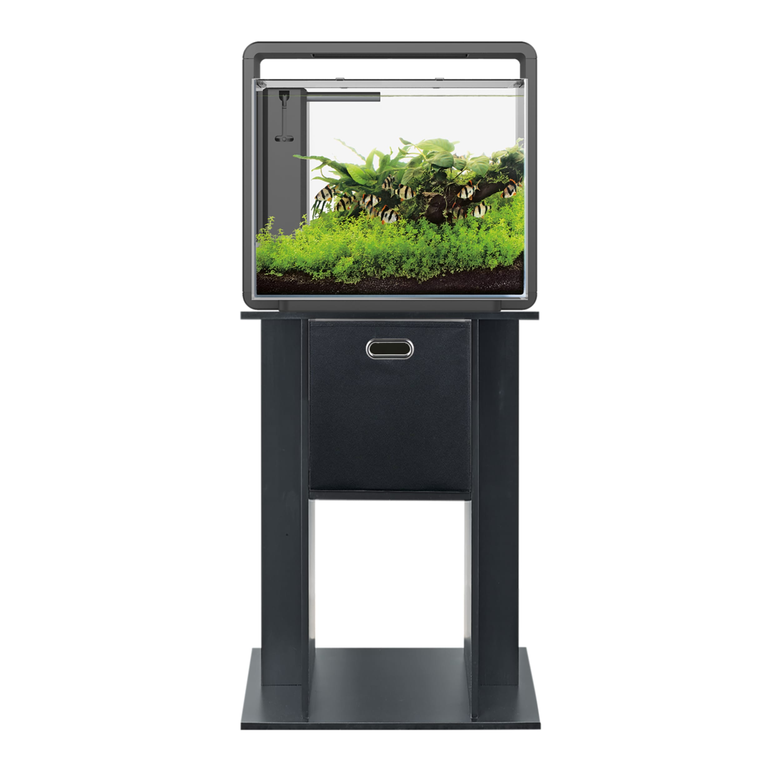 Animal, Aquarium, Fish, Sea Life, Water